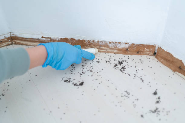 Insect Control in Miami, FL